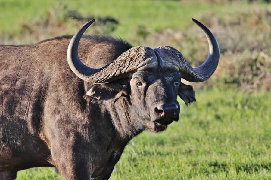 Addo Elephant National Park: Guided Half-Day Safari - Four hours on the park roads
