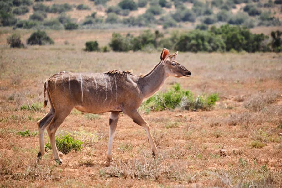 Addo Elephant National Park: Guided Half-Day Safari - The animals you have the best chance of seeing