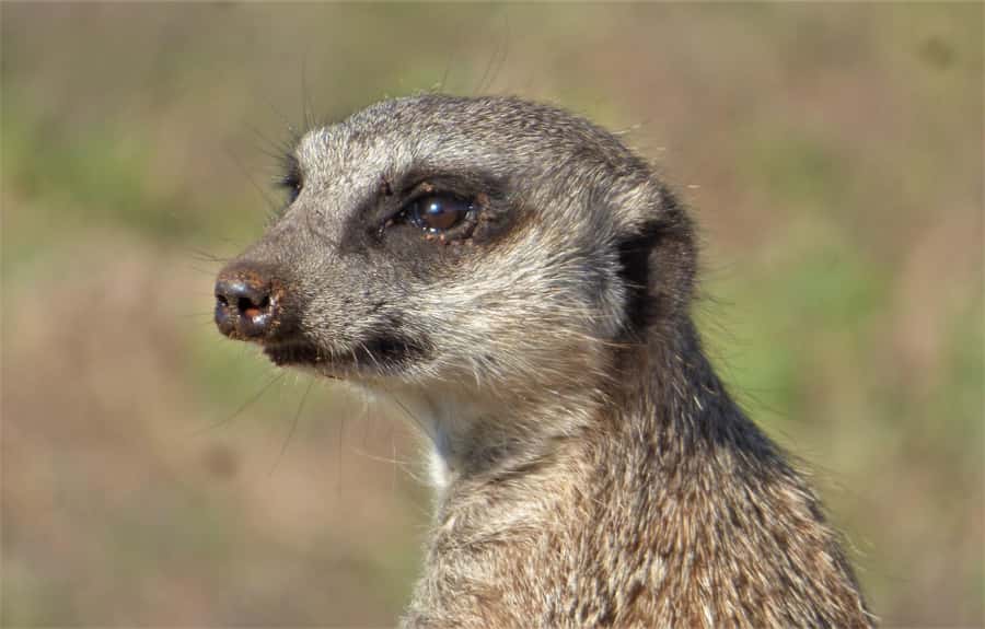 Addo Elephant National Park: Guided Half-Day Safari - The guide can make or break a short safari