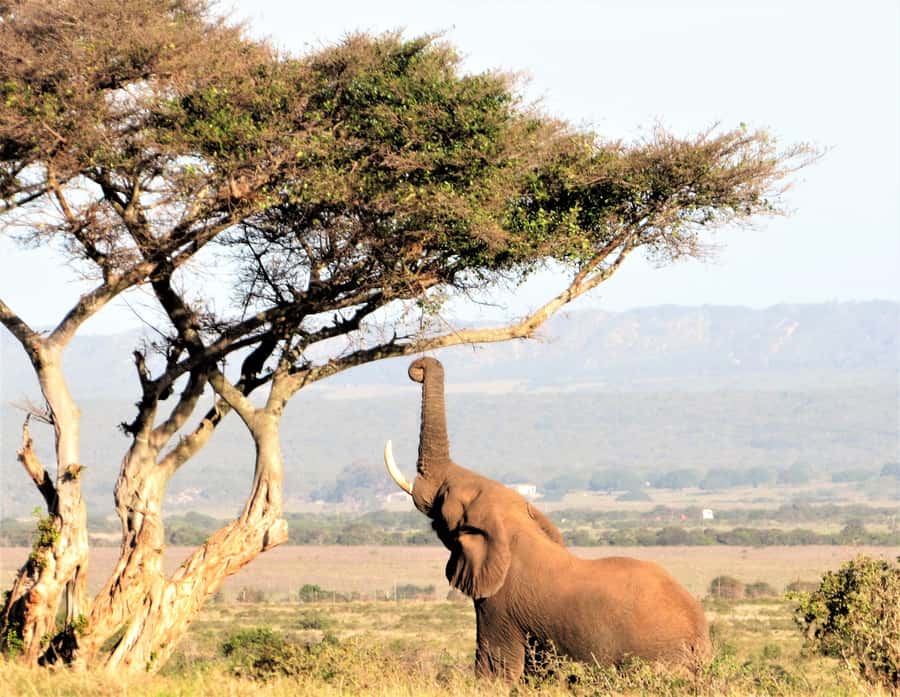Addo Elephant National Park: Guided Half-Day Safari - What the $82 price really covers