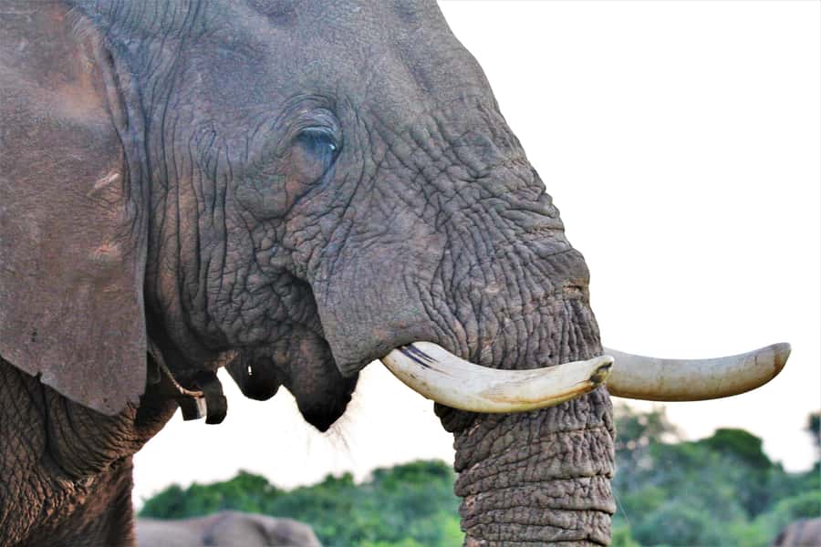 Addo Elephant National Park: Guided Half-Day Safari - Who will enjoy this safari most