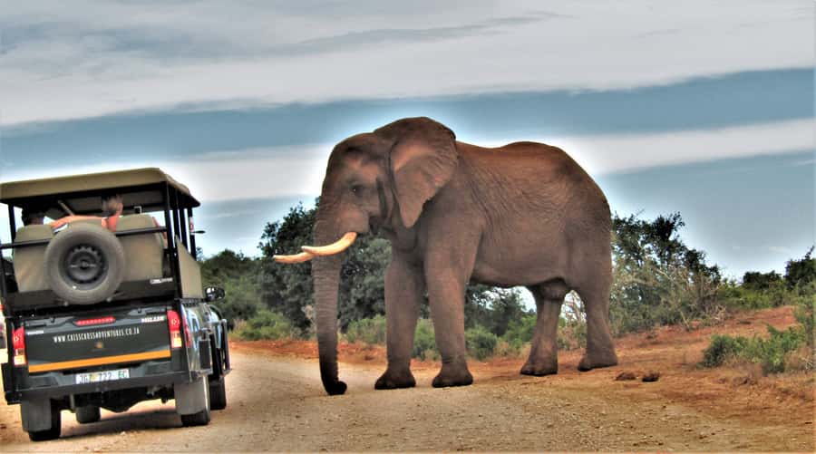 Addo Elephant National Park: Guided Half-Day Safari - Practical details for a smoother ride