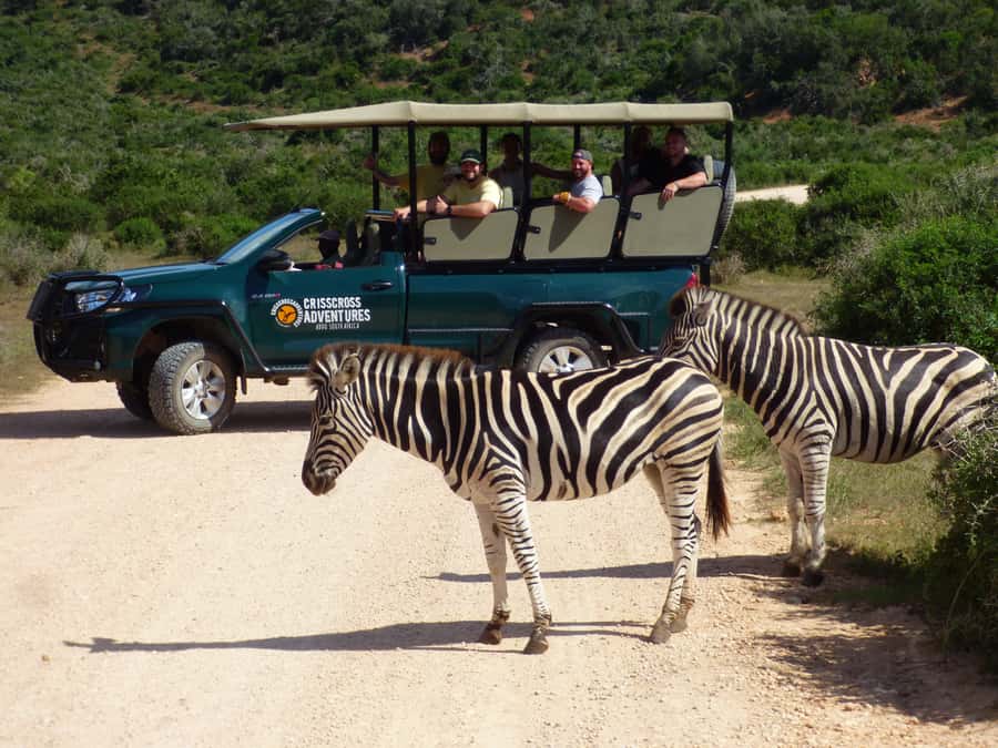 Addo Elephant National Park: Guided Half-Day Safari - Leaving Chrislin African Lodge at 8:30 am