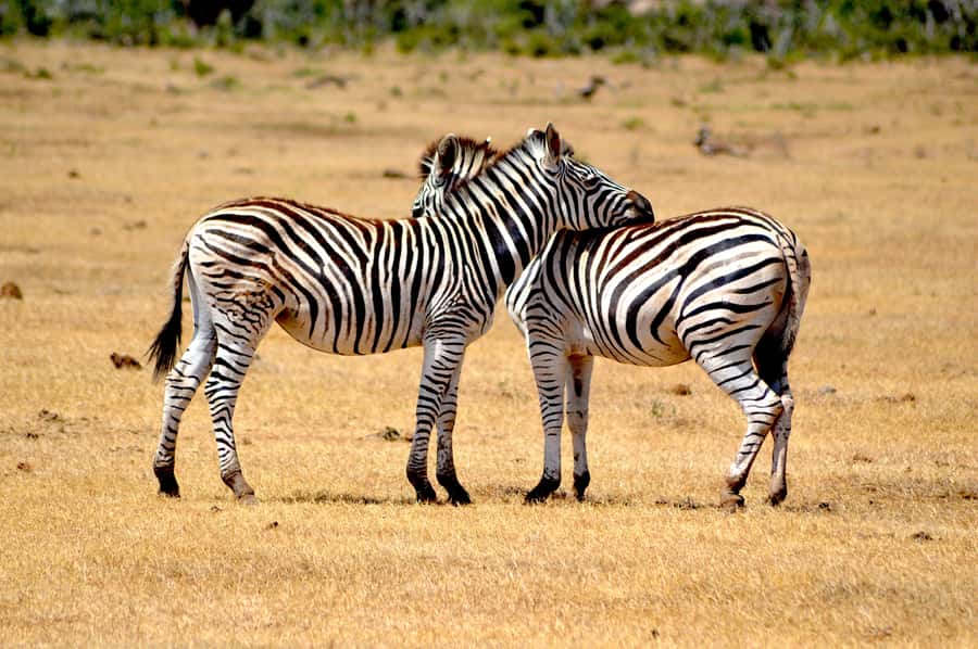 Addo Elephant National Park: Half Day Private Safari - Why a private Addo safari makes sense