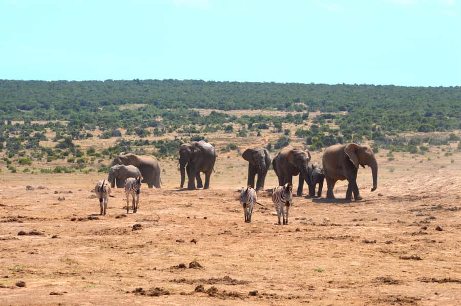 Addo Elephant National Park: Half Day Private Safari - The elephant experience at the heart of the tour