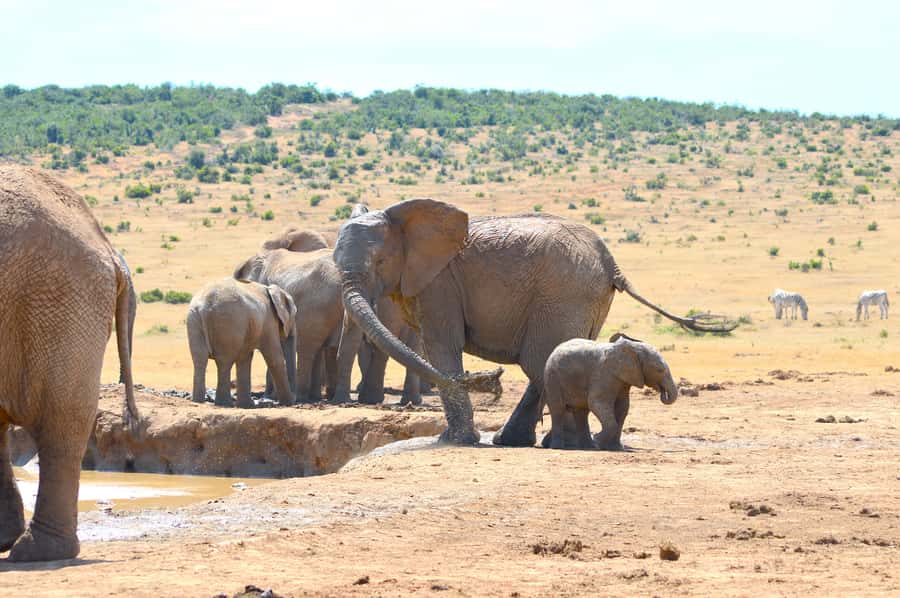 Addo Elephant National Park: Half Day Private Safari - Why families may find this easier than a standard safari