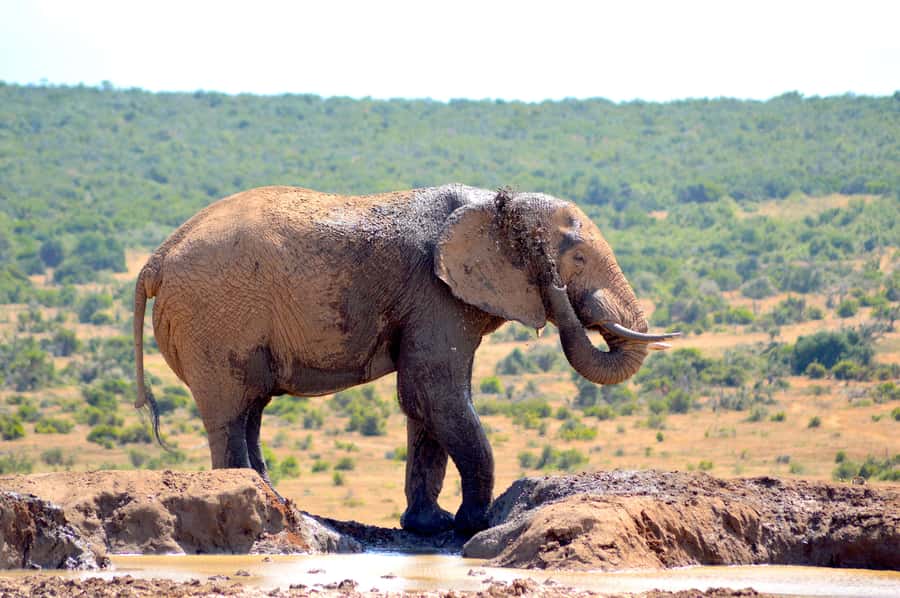 Addo Elephant National Park: Half Day Private Safari - Five hours inside Addo Elephant National Park