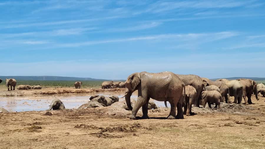Addo Elephant National Park Half-Day Safari - Key points to know before you book