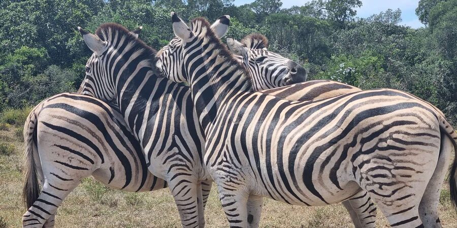 Addo Elephant National Park Half-Day Safari - Should you book it?
