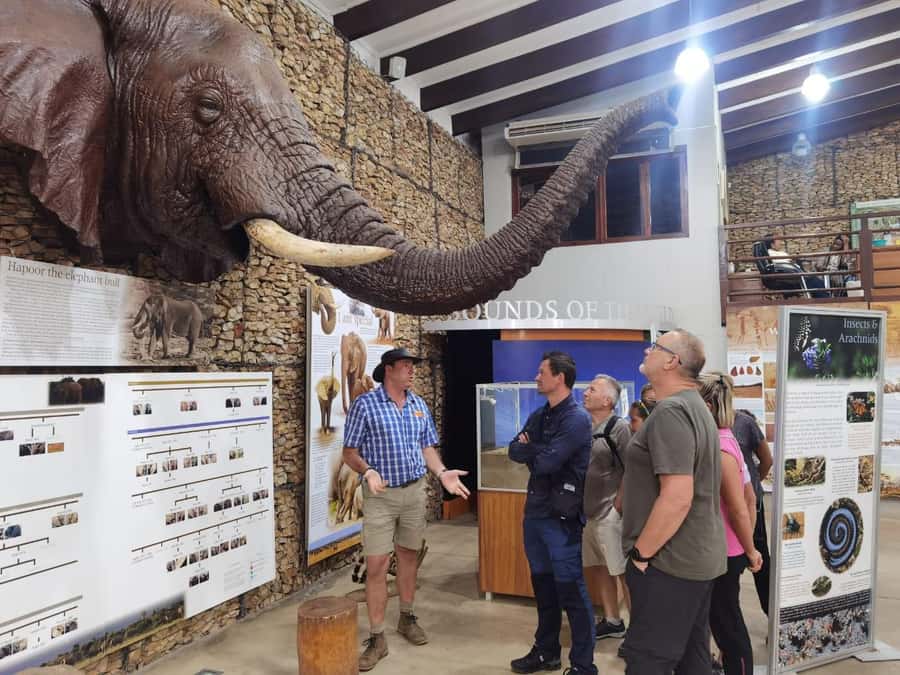 Addo Elephant National Park Half-Day Safari - Five hours among Addo’s elephants and bush