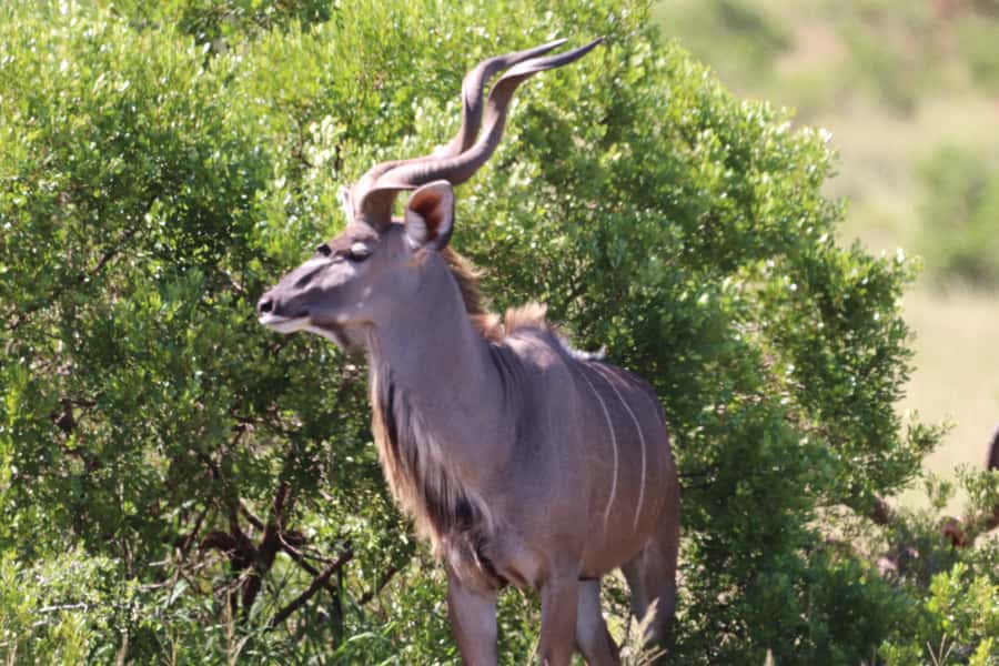 Addo Elephant National Park Half-Day Safari - What you might see beyond the elephants