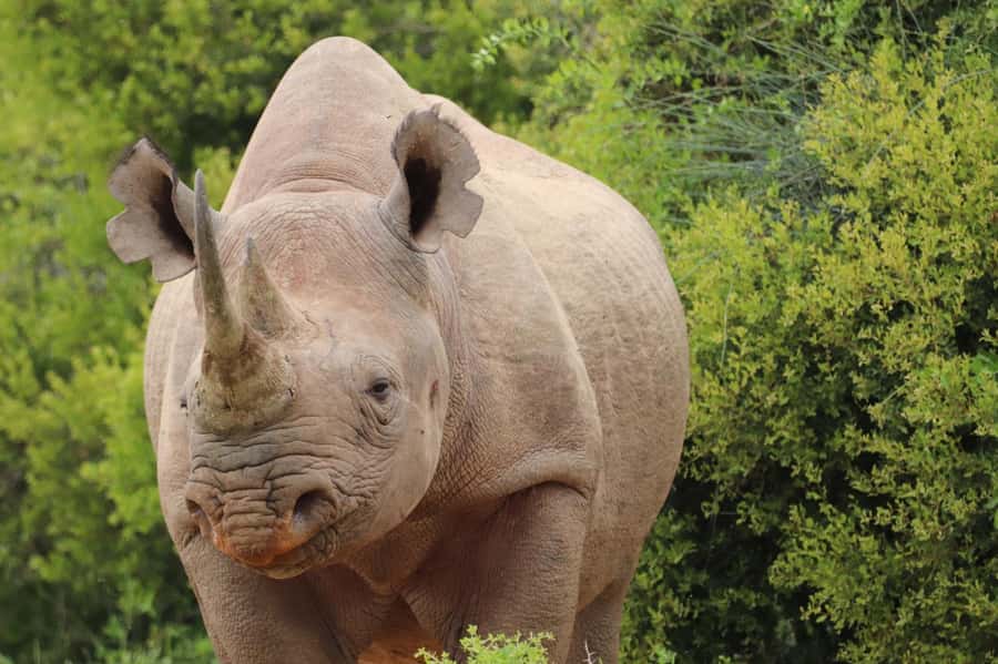 Addo Elephant National Park Half-Day Safari - The vehicle, guide, and group size
