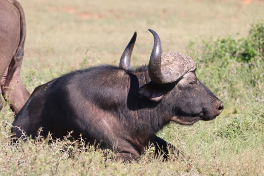 Addo Elephant National Park Half-Day Safari - Is $158 a fair price?