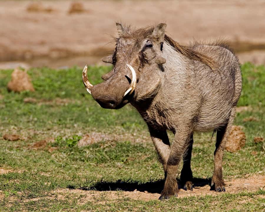 Addo Elephant National Park Half-Day Safari - Practical details that affect your day