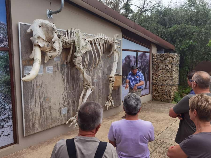 Addo Elephant National Park Half-Day Safari - Who should book this Addo safari?