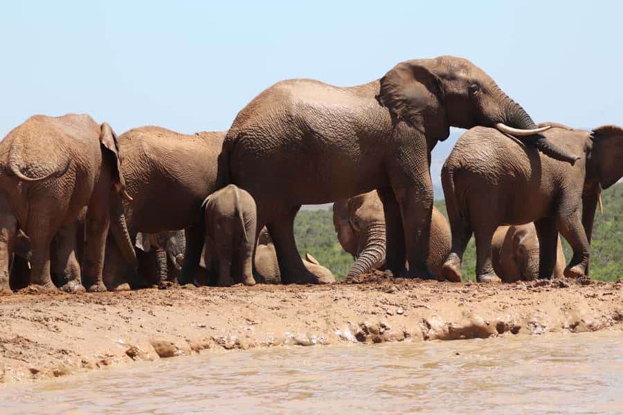 Addo Elephant National Park Half-Day Safari - Starting from Port Elizabeth, Colchester, or Addo South Gate