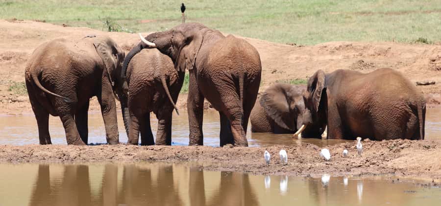 Addo Elephant National Park Private Full-Day Safari - Practical details that can make the day smoother