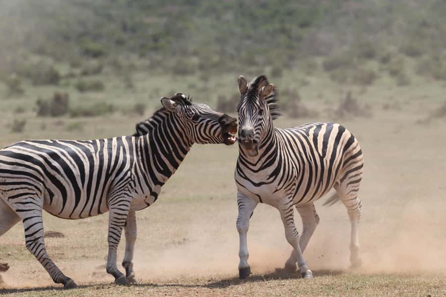 Addo Elephant National Park Private Full-Day Safari - Afternoon plains and waterholes in northern Addo