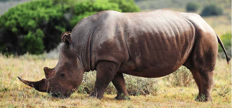 Addo Elephant National Park Private Full-Day Safari - The real value of $280 per person