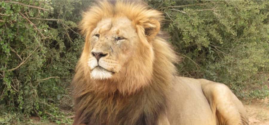 Addo Elephant National Park Private Full-Day Safari - Port Elizabeth pickup and the 35-minute road to Addo