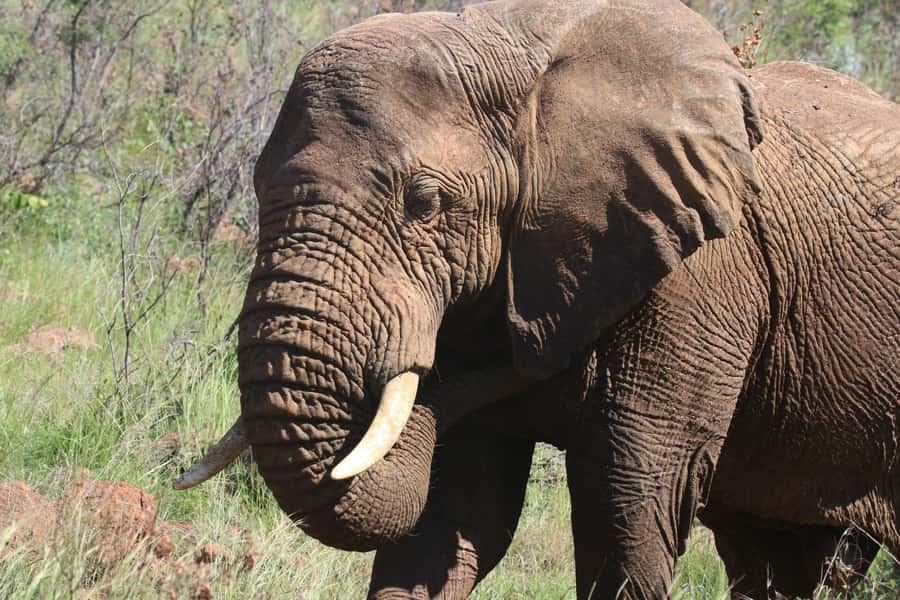 : Addo Elephant National Park Safari Half Day - Four hours in Addo, starting from Port Elizabeth