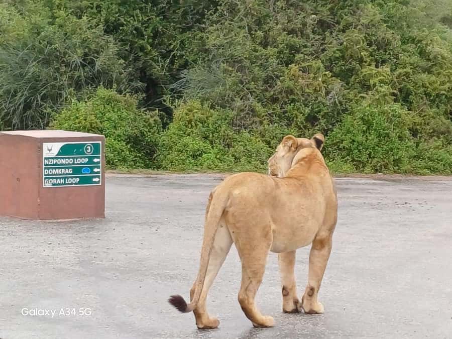 : Addo Elephant National Park Safari Half Day - What you are most likely to see