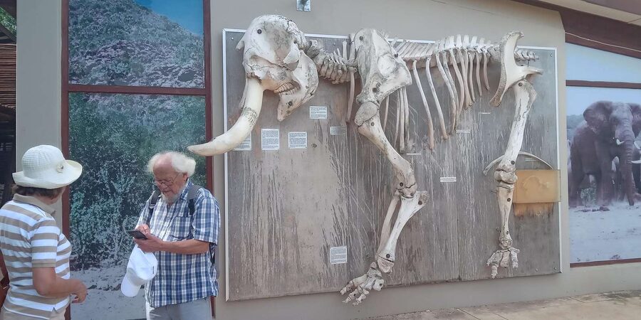 : Addo Elephant National Park Safari Half Day - Snacks, beer, and wine during the drive