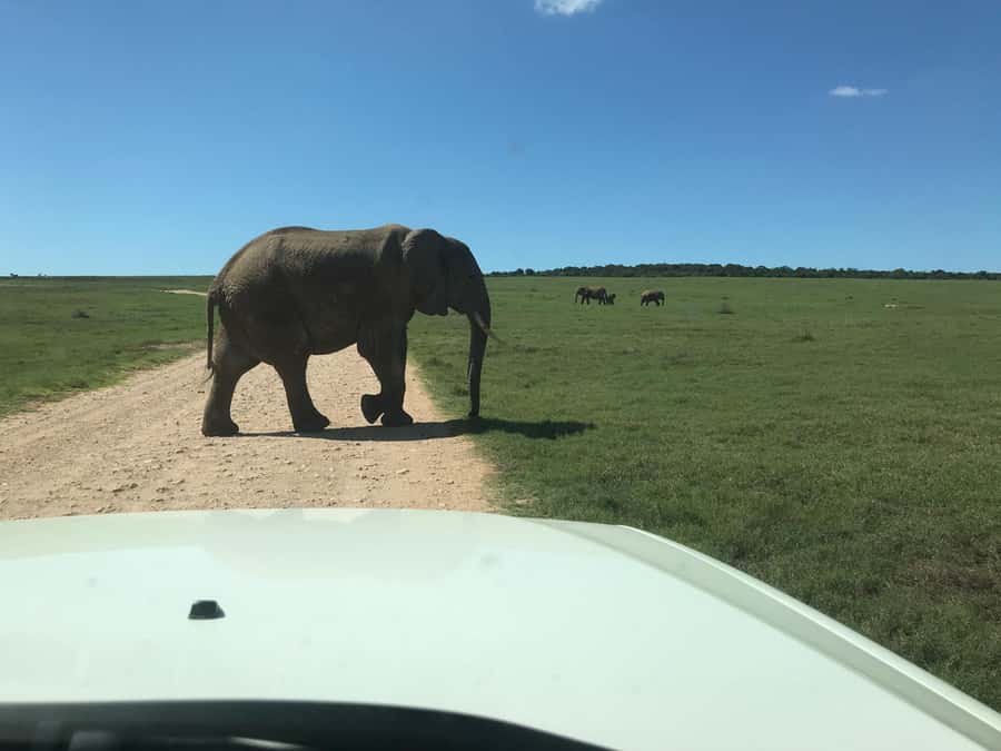 : Addo Elephant National Park Safari Half Day - Is $152 a fair price?