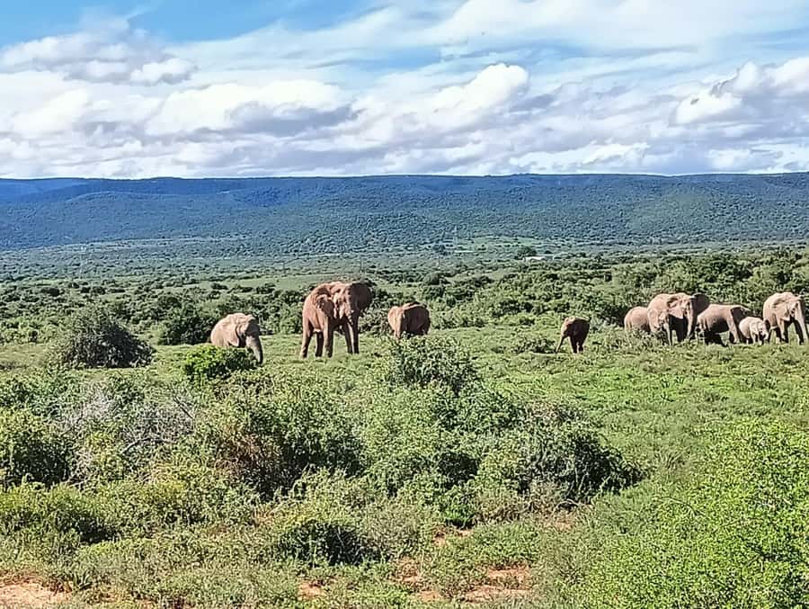 : Addo Elephant National Park Safari Half Day - The south gate stop and first park formalities