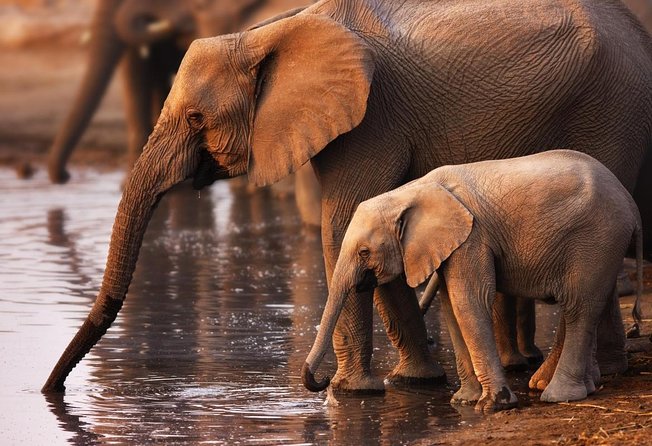 Addo Elephant National Park Tour - Full day of Wildlife Wonders - Key points to know before you book