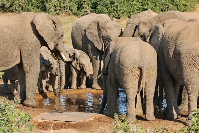 Addo Elephant National Park Tour - Full day of Wildlife Wonders - Why Addo is a strong choice near Port Elizabeth