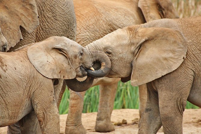 Addo Elephant National Park Tour - Full day of Wildlife Wonders - Entering Addo through Southern Mayolweni Gate