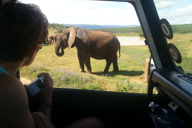 Addo Elephant National Park Tour - Full day of Wildlife Wonders - Wildlife viewing with elephants at the center