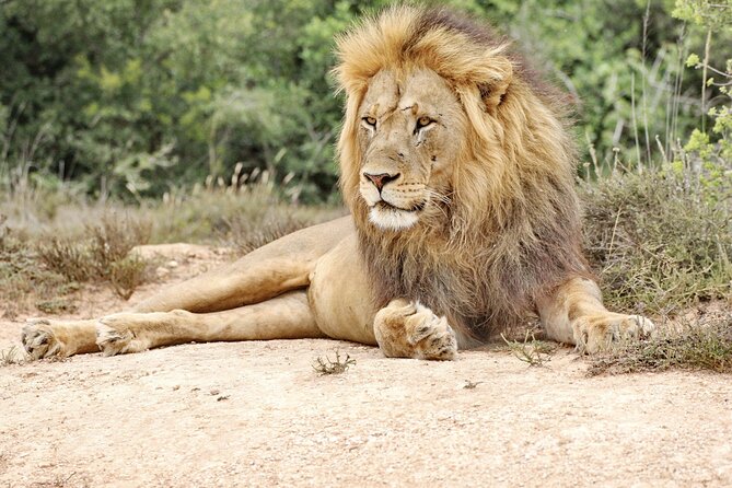 Addo Elephant National Park Tour - Full day of Wildlife Wonders - The 9:00 a.m. pickup keeps the day simple