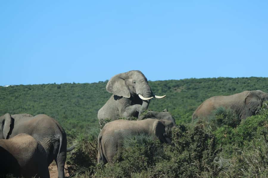 Addo: Game Drive in Addo Elephant National Park Private - Addo is an elephant park first