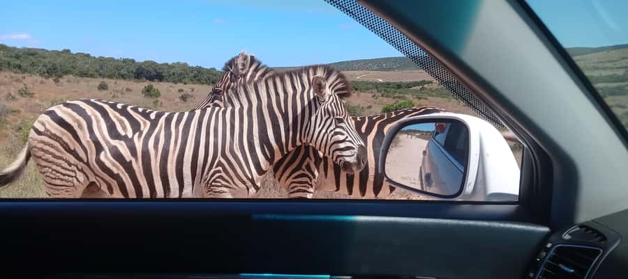 Addo: Game Drive in Addo Elephant National Park Private - A private vehicle changes the feel