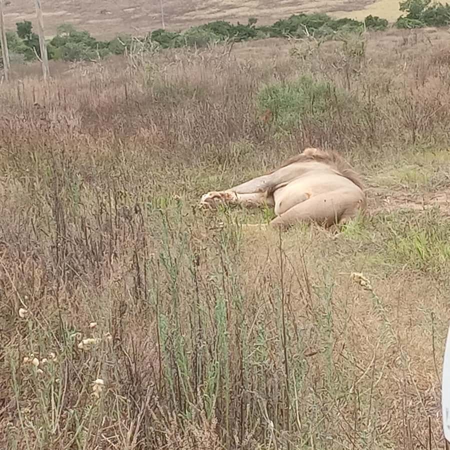 Addo: Game Drive in Addo Elephant National Park Private - Algoa Bay adds a coastal angle