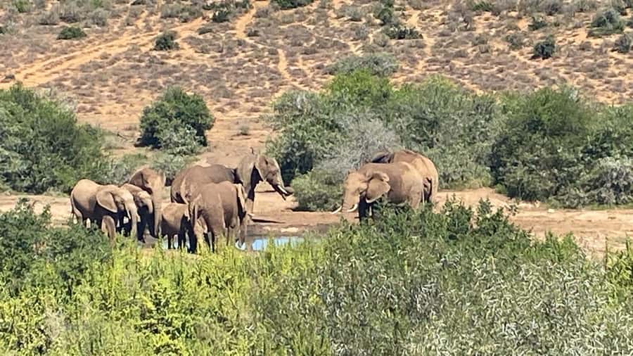 Addo: Game Drive in Addo Elephant National Park Private - Is $270 per person fair?