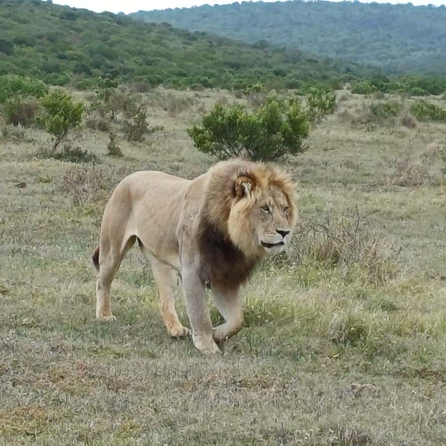 Addo National Park all-inclusive with Traditional BBQ Lunch - Key points to know before you book
