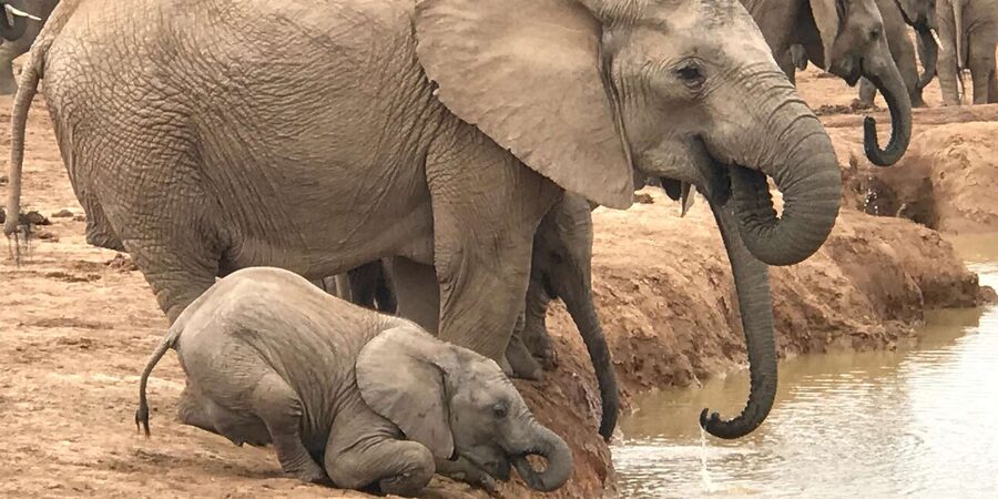 Addo National Park all-inclusive with Traditional BBQ Lunch - Half-day or full-day Addo?