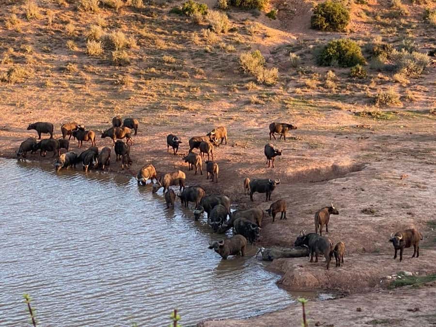 Addo National Park all-inclusive with Traditional BBQ Lunch - Why Addo’s elephant story matters