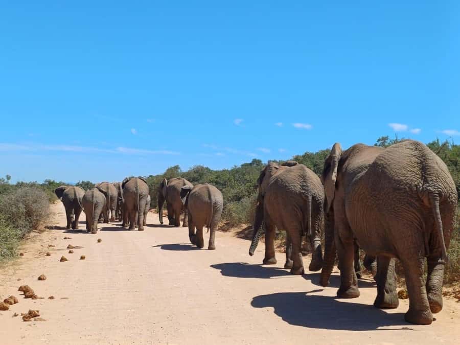 Addo National Park all-inclusive with Traditional BBQ Lunch - Finding the Big Five in thick Addo bush