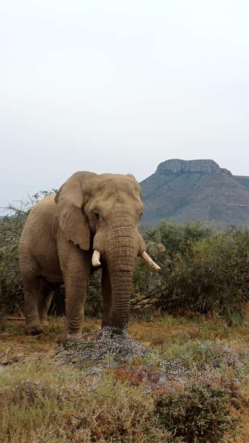 Addo National Park all-inclusive with Traditional BBQ Lunch - The small creature worth watching for