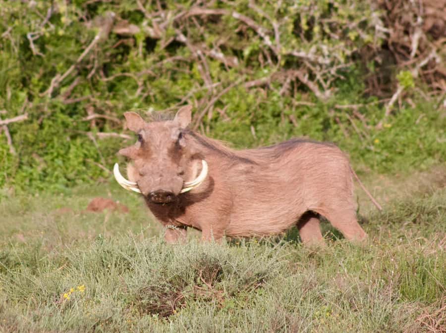 Addo National Park all-inclusive with Traditional BBQ Lunch - How the guide affects the day