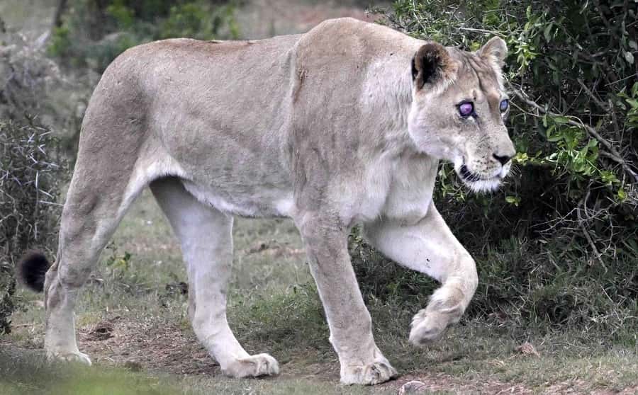 Addo National Park all-inclusive with Traditional BBQ Lunch - What the price includes, and what it means