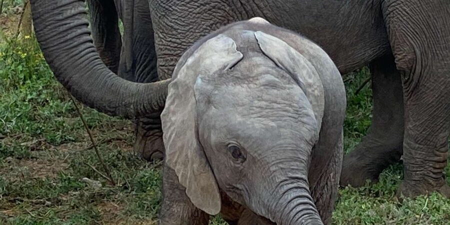 Addo National Park all-inclusive with Traditional BBQ Lunch - What to bring for a long day outside