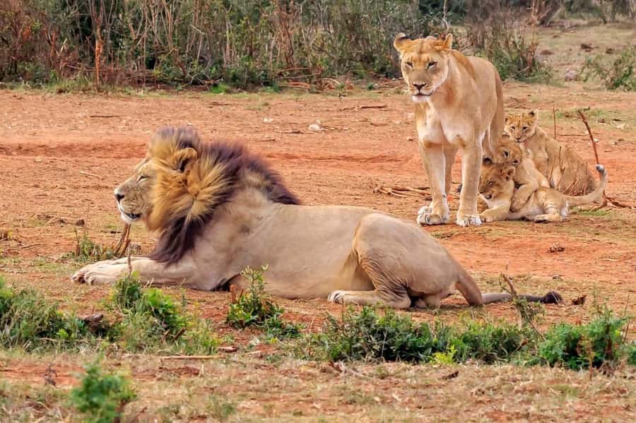 Addo National Park all-inclusive with Traditional BBQ Lunch - The 9 am to 6 pm safari schedule