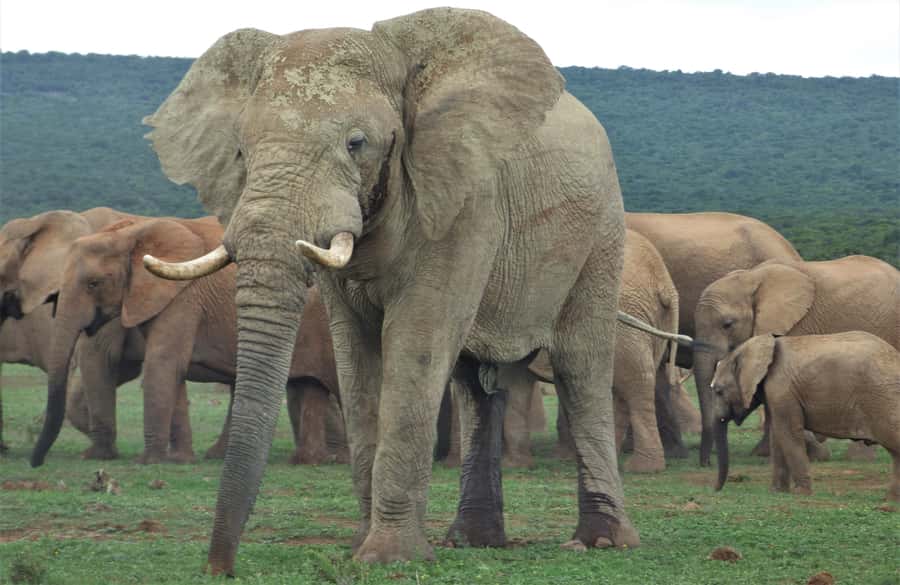 Addo National Park: Full-Day Safari Tour - Key points at a glance