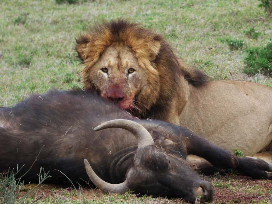 Addo National Park: Full-Day Safari Tour - Why a full day makes sense at Addo