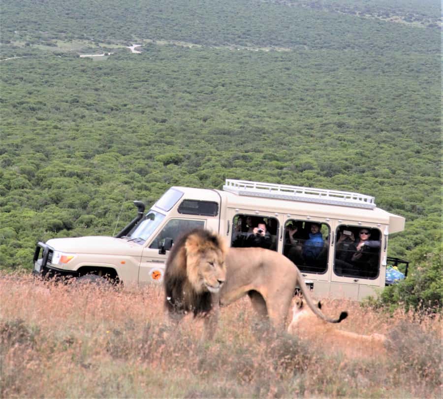 Addo National Park: Full-Day Safari Tour - Searching the northern viewing area